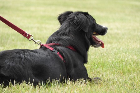 Dog Collie Mammal Black Dog Border Collie Outdoors 1166401 Pxhere Com