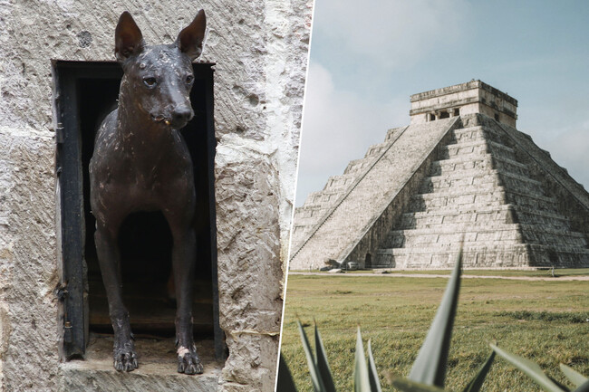 Perrosmayas