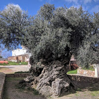 Sabíamos que los olivos eran árboles que duraban generaciones. Lo que no imaginábamos es que pueden tener hasta 4,000 años de edad 