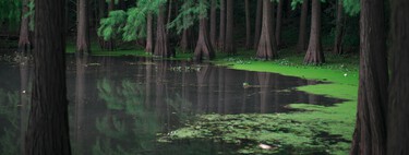 Estes animais não deveriam existir: cientistas descobrem um "mundo perdido" que desafia a história da vida complexa