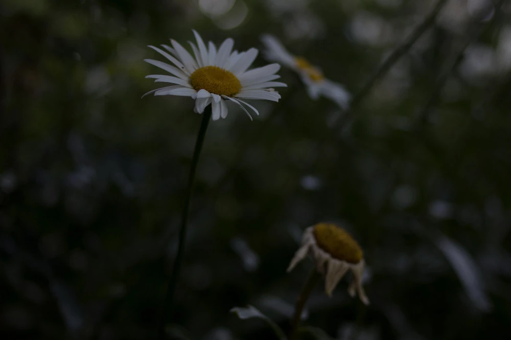 Foto de Canon EOS M6 (2/37)