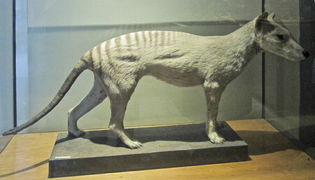 Tigre De Tasmania