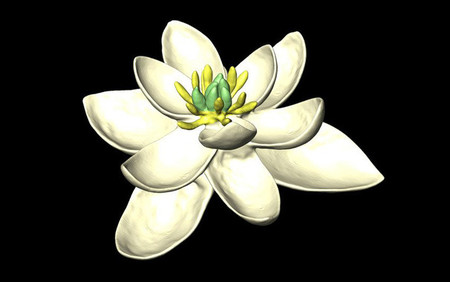Así eran las flores hace millones de años
