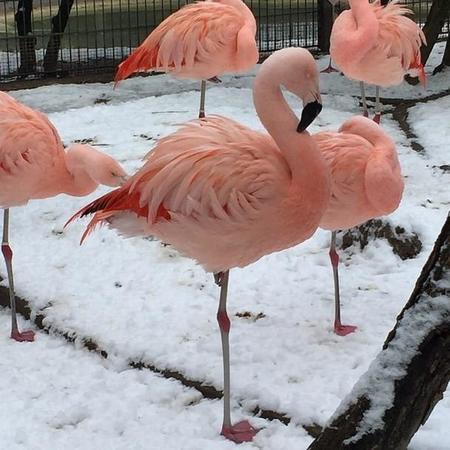 Zooestrasburgo