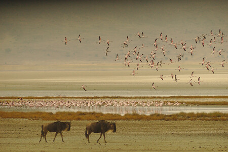 Fauna Lago Manyara