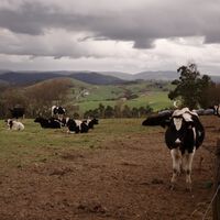 Cantabria siempre ha sido uno de los grandes productores de leche de España. Ahora sus ganaderos se están extinguiendo