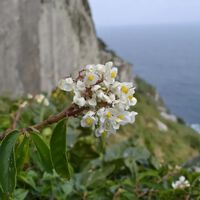 Ela não deveria mais existir: a planta que a ciência declarou extinta há um século encontrou o "esconderijo perfeito" no litoral de São Paulo 