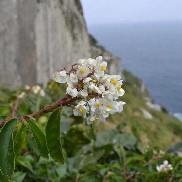 Ela não deveria mais existir: a planta que a ciência declarou extinta há um século encontrou o "esconderijo perfeito" no litoral de São Paulo 