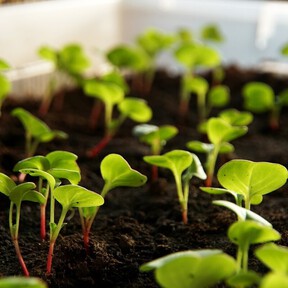 Si tienes un huerto esto te interesa: estos son los mejores cultivos que puedes sembrar en septiembre para que den frutos en otoño