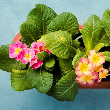 Las 3 plantas con flores que serán tendencia para decorar tu hogar en 2026: son fáciles de cuidar