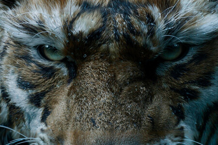 Zhong Kui is a demon hunter,he will be accompanied by a huge tiger.