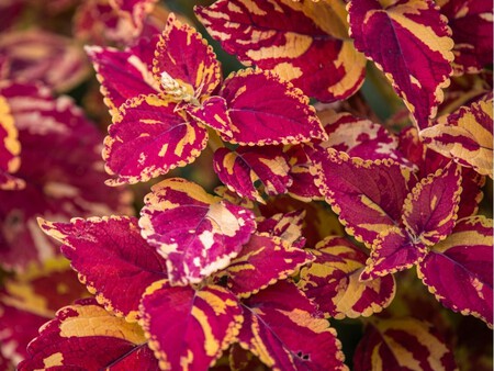 Copia De Plantilla 1200x900 68