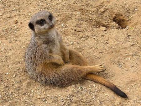 Ubuntu 10.10 ya tiene nombre: Maverick Meerkat