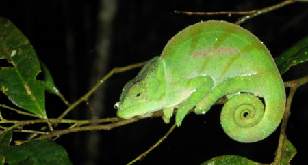 openSUSE Leap 42, así será la versión con la que se reinventará el proyecto openSUSE
