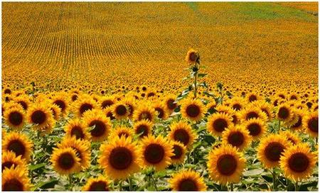 Campo de girasoles