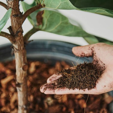 Olvídate del café y las cáscaras de huevo: este abono casero es el verdadero tesoro para tus plantas