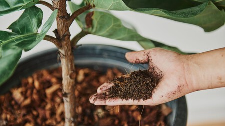 Olvídate del café y las cáscaras de huevo: este abono casero es el verdadero tesoro para tus plantas