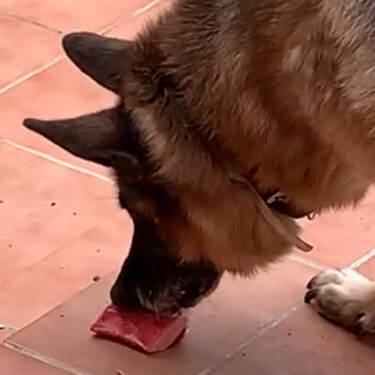 Preparar una dieta BARF casera para tu perro a 1 euro la ración es fácil. Lo difícil es equilibrarla 