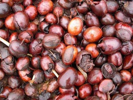 Los usos de la manteca de karité en cosmética