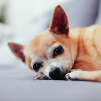 Los olvidos más curiosos en coches de Uber: desde un chihuahua hasta una varita de Harry Potter