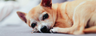 Los olvidos más curiosos en coches de Uber: desde un chihuahua hasta una varita de Harry Potter