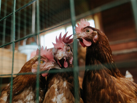 Gallina Huevos Granja