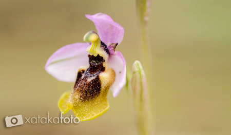 Fotografía Macro (Parte III)