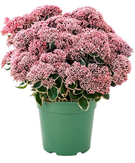 Sedum Aldi