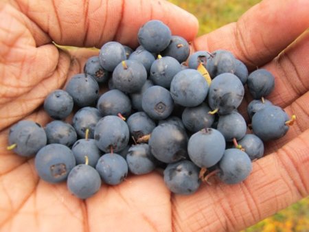 Los arándanos: ¿un antigrasa natural?