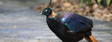 El Himalaya se está saturando de turistas. Tanto, que sus pájaros están cambiando la forma de cantar por el ruido