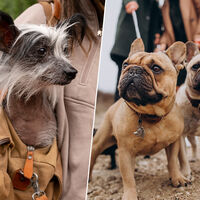 El bulldog francés ha destronado al labrador tras 31 años: la moda ugly-cute explica por qué adoramos lo que antes rechazábamos