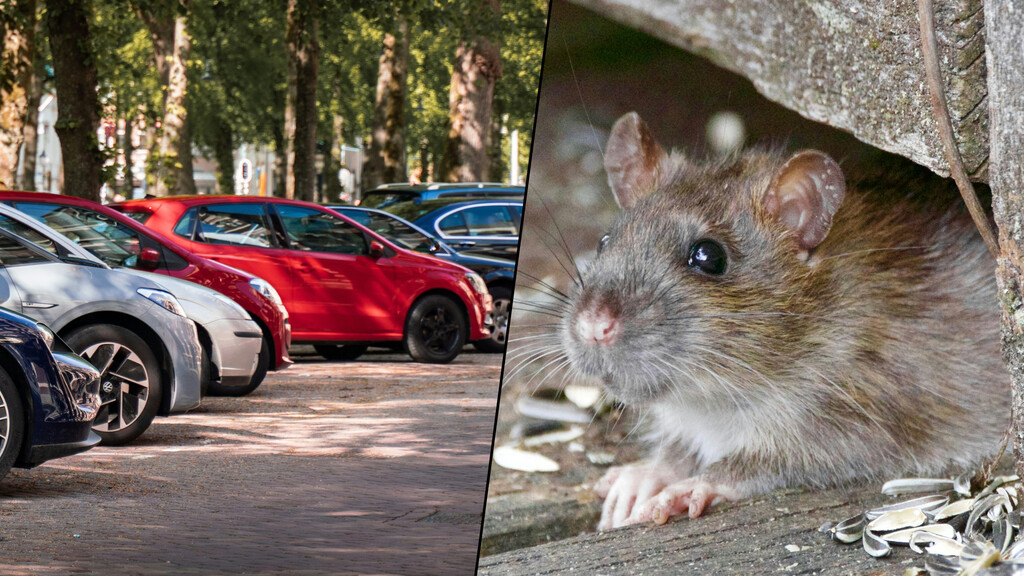 Creí que tenía un problema con el ABS de mi coche, pero me pilló de sorpresa al ver que era algo completamente inesperado: ratas