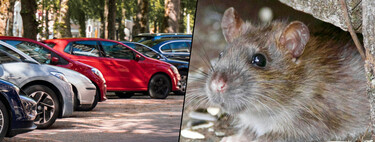 Creí que tenía un problema con el ABS de mi coche, pero me pilló de sorpresa al ver que era algo completamente inesperado: ratas