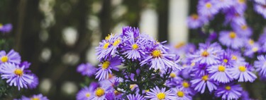 Es perenne y florece en octubre: así es la planta de fogosos colores que convierte el jardín en un encanto otoñal 