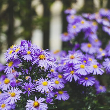 Es perenne y florece en octubre: así es la planta de llamativos colores que florece en otoño