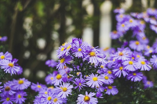 aster