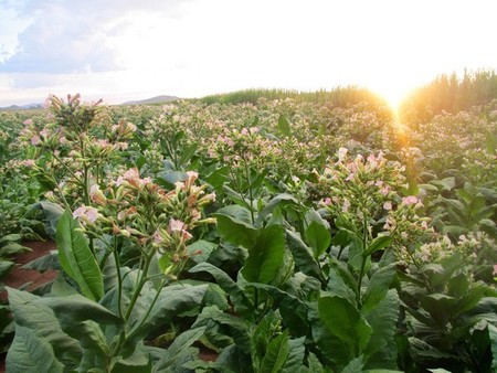 Plantas de tabaco podrían utilizarse para producir biocombustibles