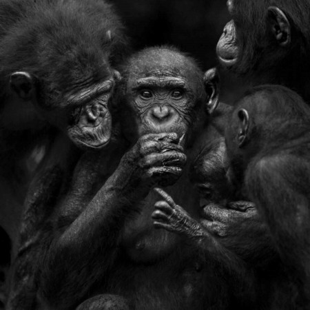 Isabel Muñoz fotografía nuestros antepasados en "Álbum de Familia", un estudio alrededor de los primates