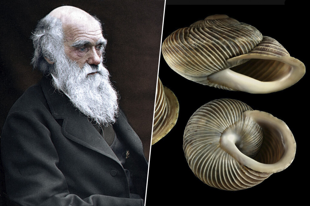 El sueño de Darwin era visitar Tenerife y subir al Teide. Hubiese descubierto unos moluscos únicos en todo el mundo