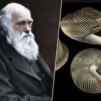 El sueño de Darwin era visitar Tenerife y subir al Teide. Hubiese descubierto unos moluscos únicos en todo el mundo