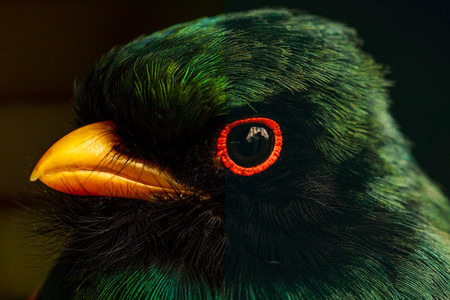 Cómo conseguir el look de 'película de color subrevelada' en Photoshop