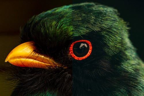 Cómo conseguir el look de 'película de color subrevelada' en Photoshop