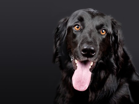 Ésta es la sorprendente huella ecológica que producen tus mascotas