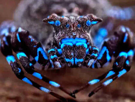 Arana Azul