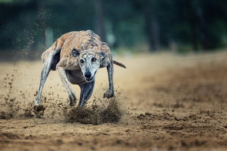 Galgo