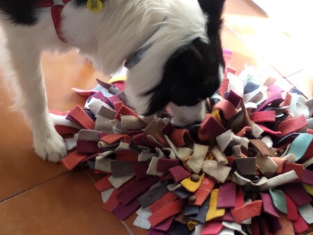 Juegos de olfato para tu perro (verano)