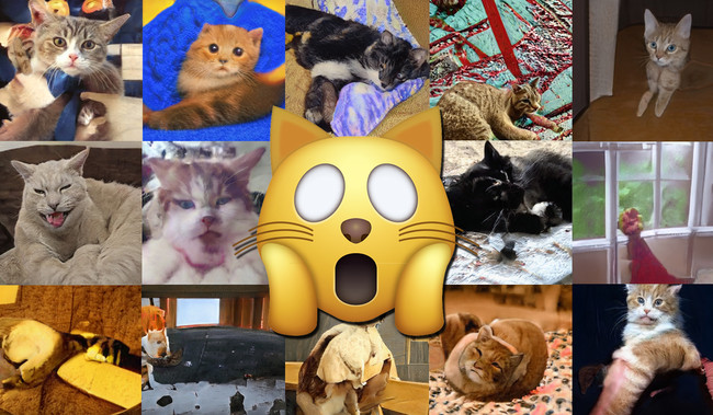 Gatos
