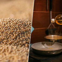 EEUU se ahoga en su propia soja porque China ya no la compra. Ahora EEUU les amenaza con un producto inesperado