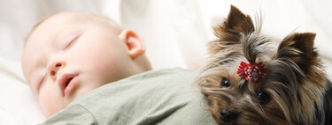 Qué tener en cuenta si quieres hacer colecho y tu perro duerme en la misma cama