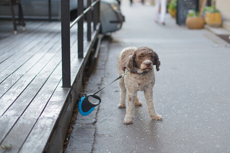 perro-atado-ley-bienestar-animal